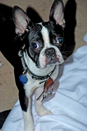 Duncan our mascot dog