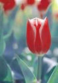 Dr James Parkinson Red Tulip